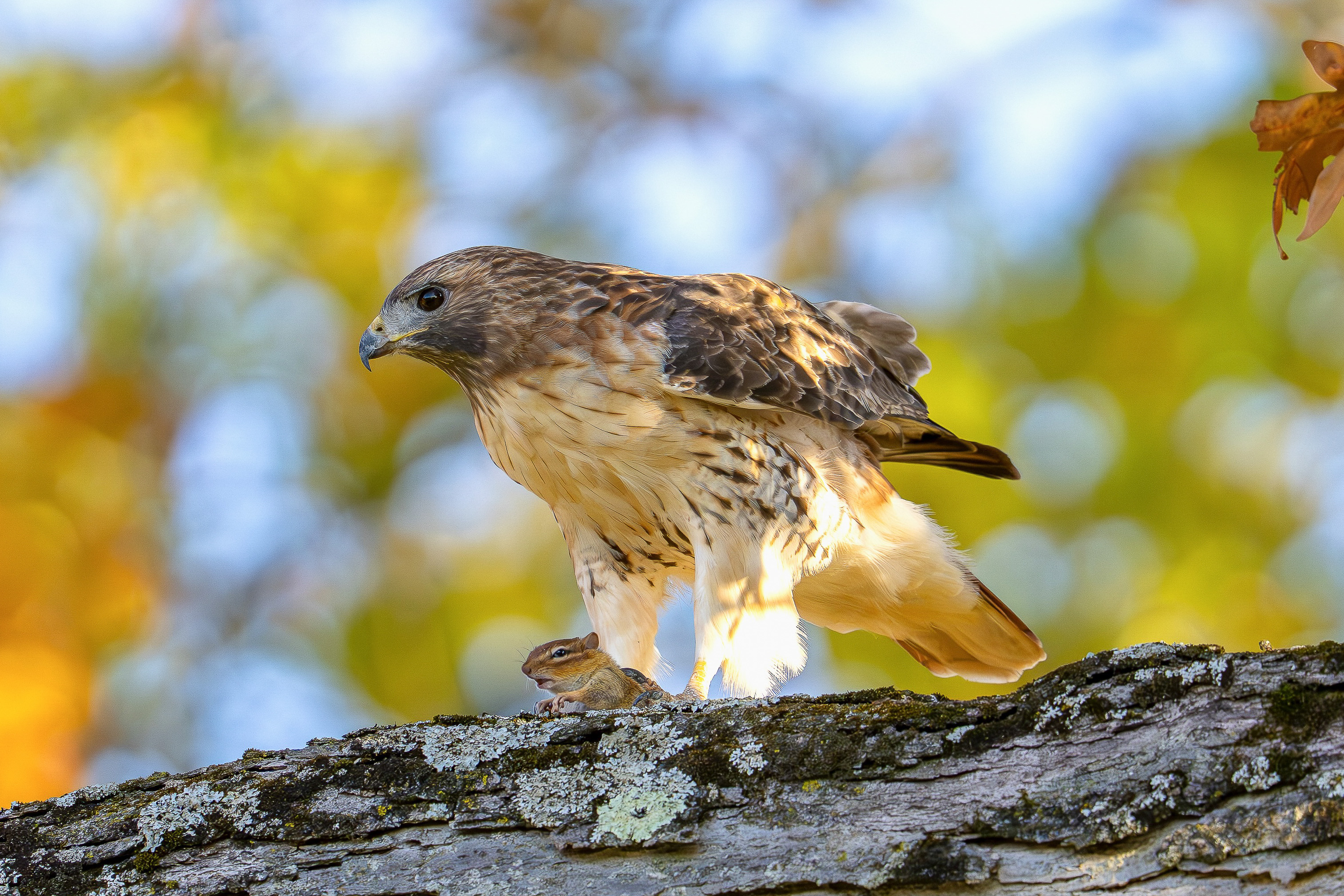 Cornell Red-tailed Hawk Arthur